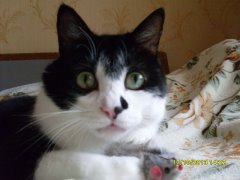 Котовторник