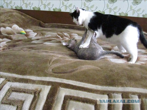"Это не то, что ты подумал!"