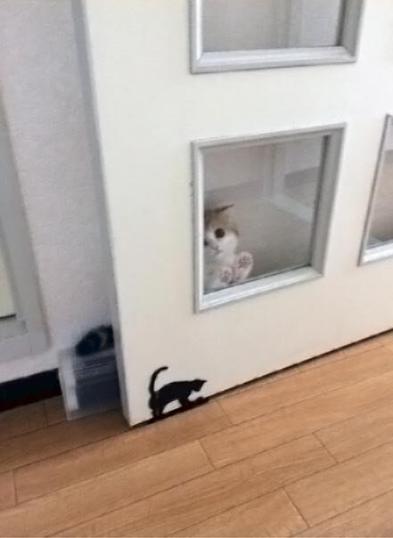 Эта котявка думает, что спряталась