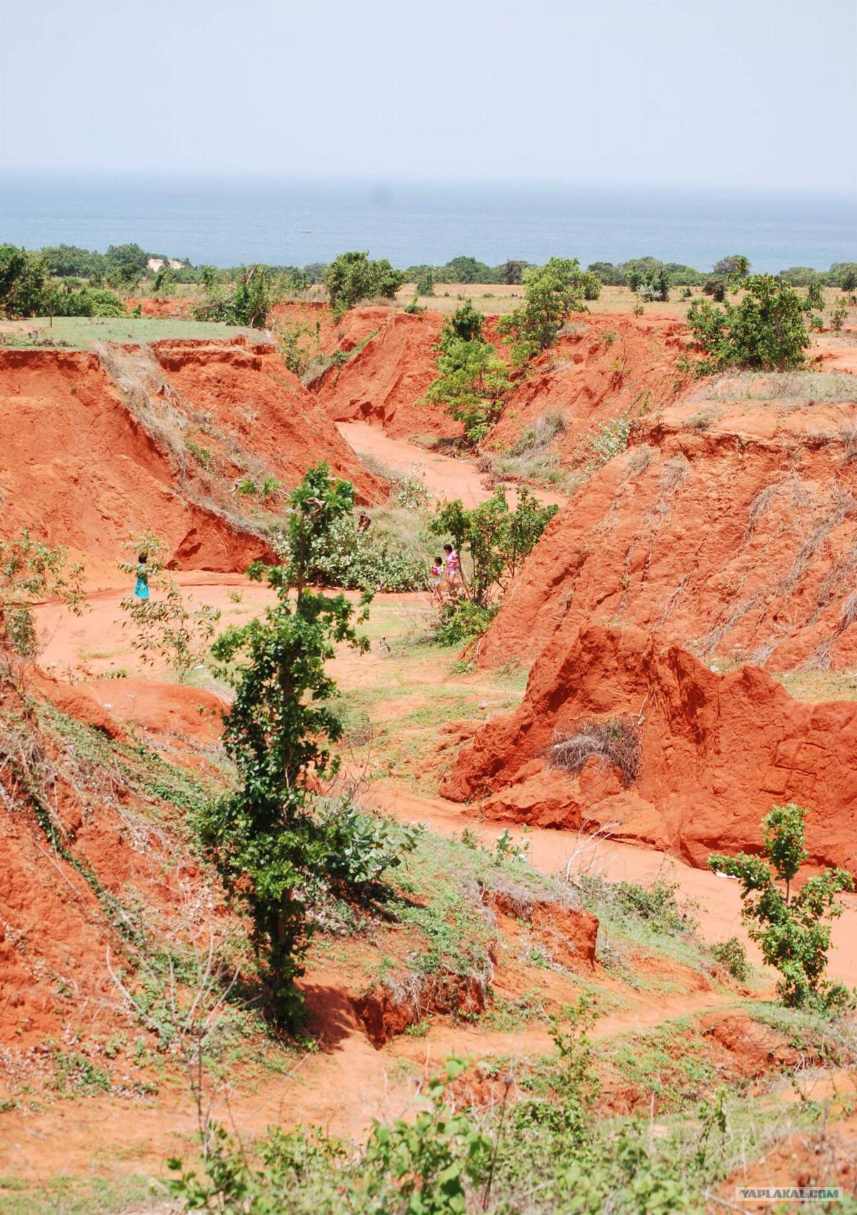 Почва субтропической зоны. Красно-желтые ферраллитные почвы. Красно-желтые ферраллитные почвы Африки. Ферраллитные коры выветривания. Красноземы субтропиков почвы.
