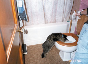 Коты, кошки, котята