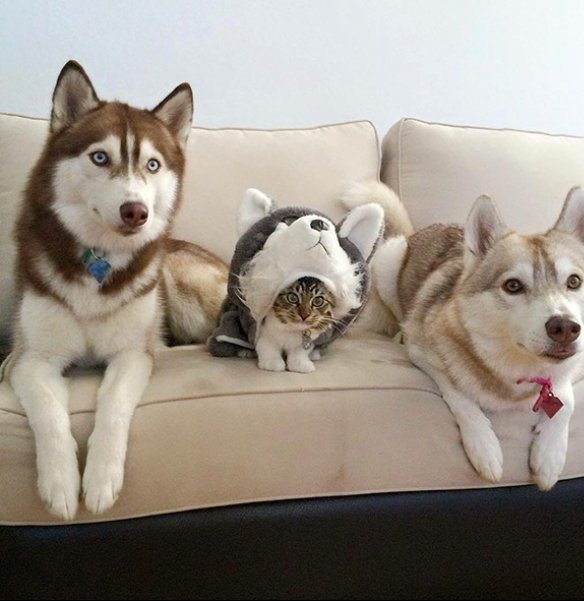 Картинки и гифки