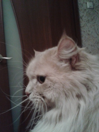 Котовторник 19.01.2016