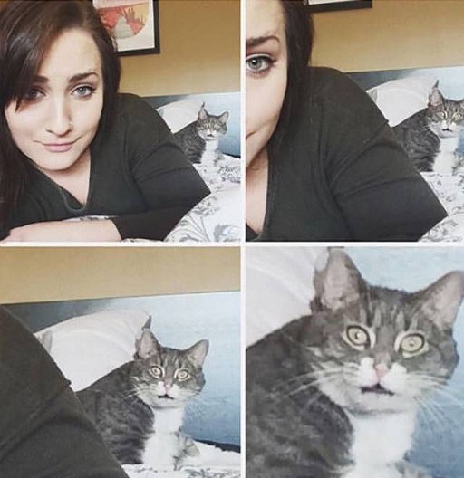 Животные, которым надоело это терпеть