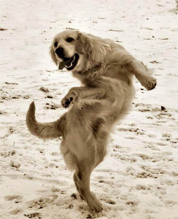 СОБАКИ и ЩЕНКИ. Все про собак!