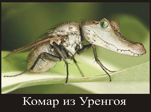 Агрессивная мошкара