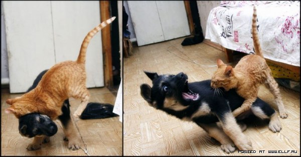 Котомет во вторник (11.12.2007)