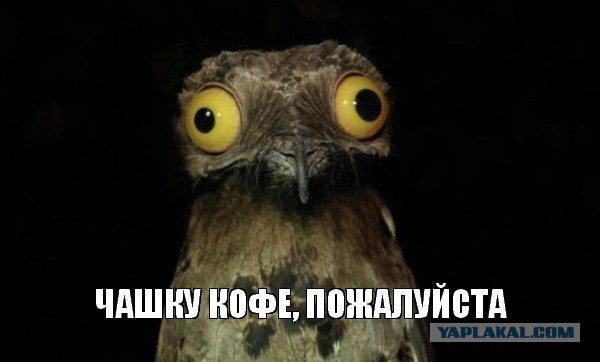 И так каждое утро...