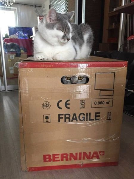 Котопрятки