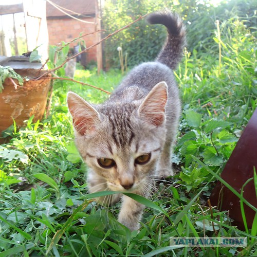 Котовторник 11/04/2017