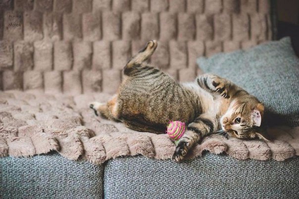 Коты и Кошки