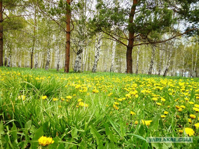 Психиатры считают подозрительным,