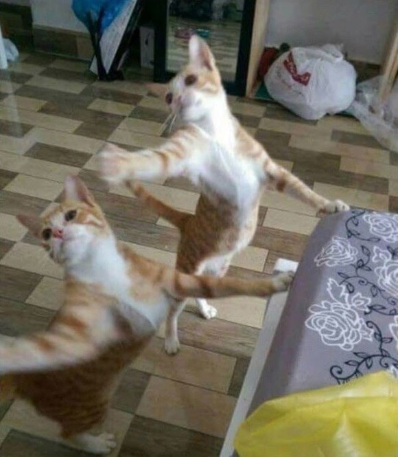 Фотобомбы котов