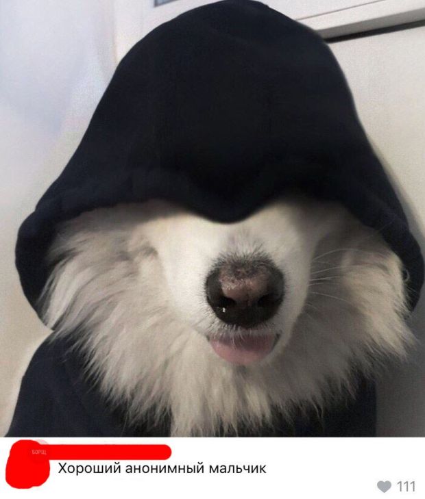Живность из сети