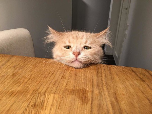 Прикольных котов пост