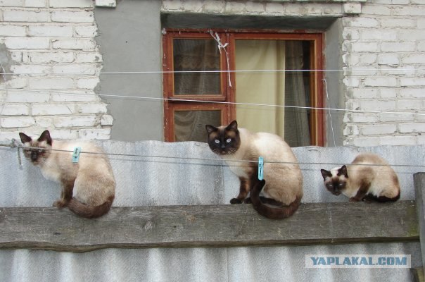 Котовторник на вторник! (30.09.2008)