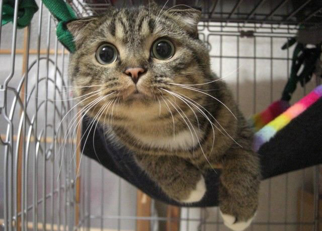 Новогодний КОТОВТОРНИК!