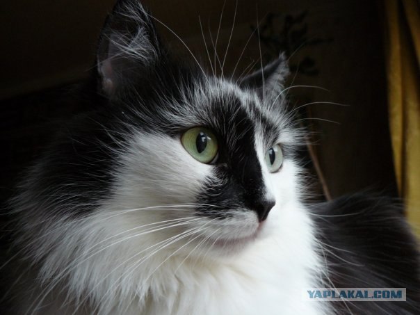 Котовторник (20.01)