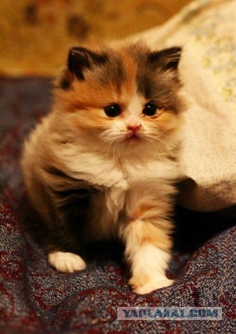 Котовторник 29.05.2012