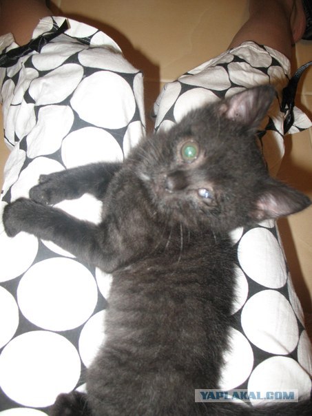 Котовторник 03 07 2012