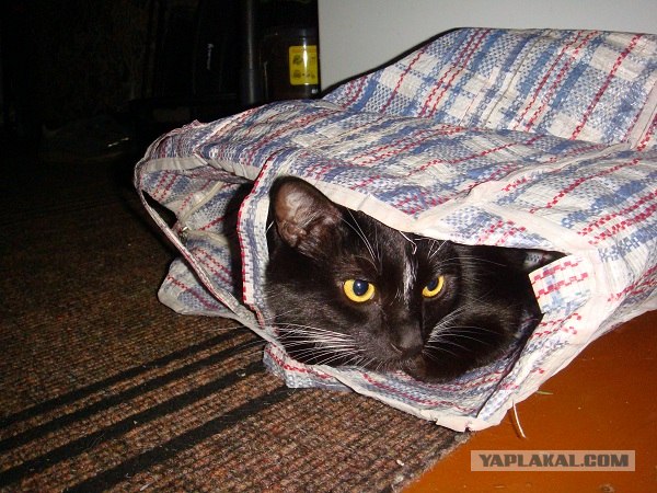 Котонянька и котовторник