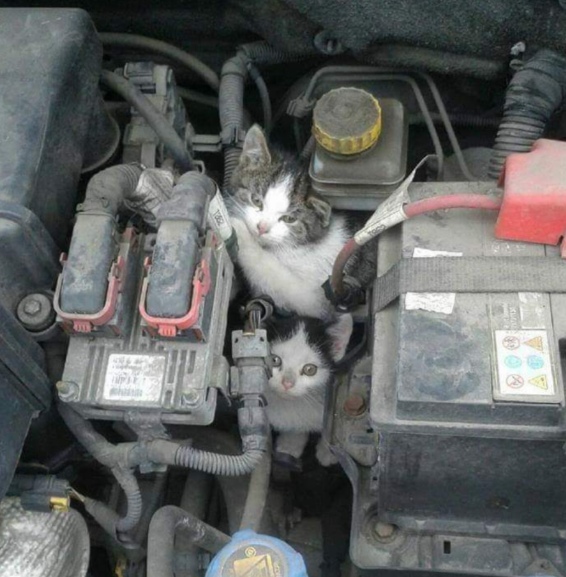 Прикольных котов пост