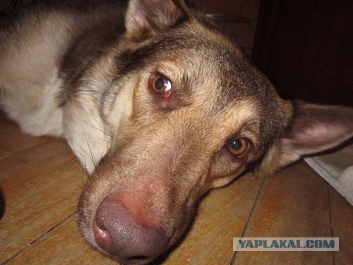 С другом веселей