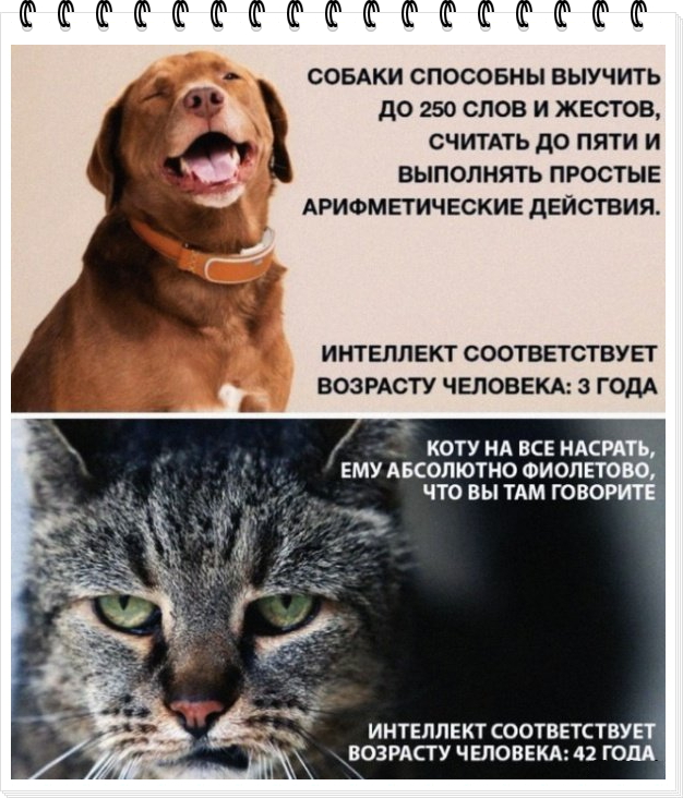 Собаки - зло! ©Кот.