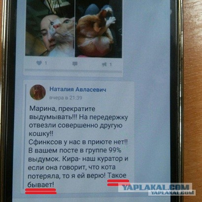 Помогите вернуть кота! Приют "Преданное сердце" украл кота и не отдает!-2