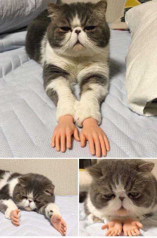 Картинки ни о чем на ночь глядя