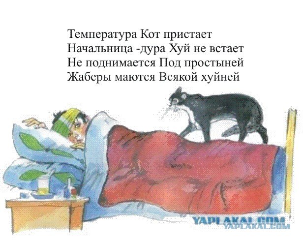 Кот, Антошка и порошок