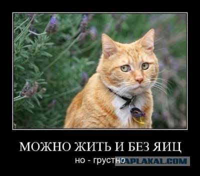 Насильника поймали на горячем