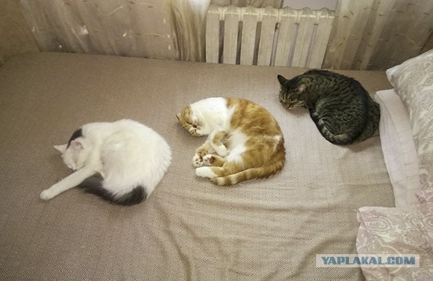 Котовторник 28.09.21