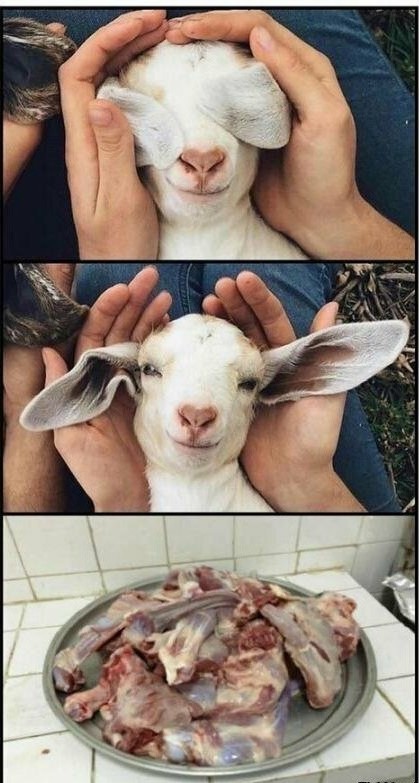 Почеши меня двуногий, почеши меня ещё!