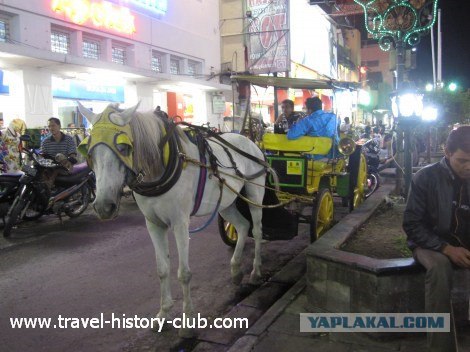 Они живут только 40 лет