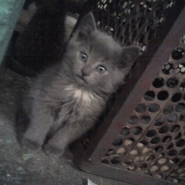 Коты ишачат на заводе