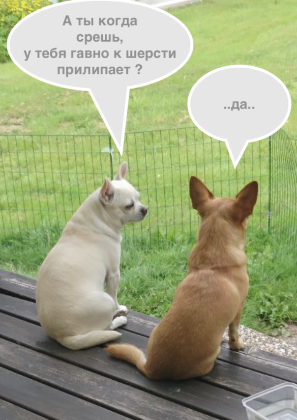 Собака прилипала. Собаня мем. собака москаляка. собаня собаня собаня. слава нации смерть ворогам.