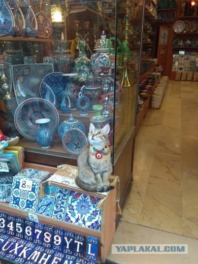 Котики Стамбула