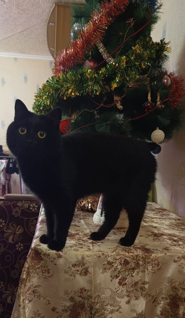 Новогодний кот