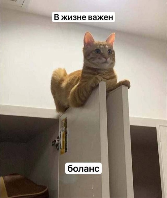 К котовторнику: подборка картинок-баянов с котиками и про котиков. Выпуск 19.