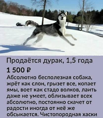 Хаски- это вам не просто там