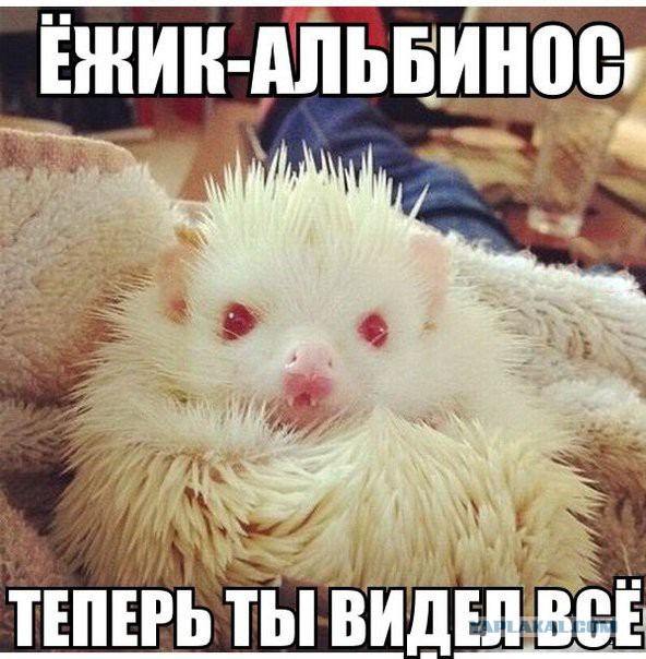 Теперь ты видел всё