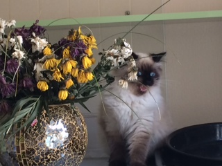 Котовторник  08.04.2014