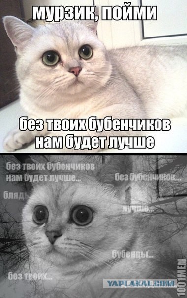 Вот так надо купать кота...