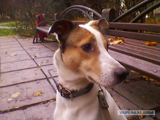 Комок счастья. Спасибо тебе, что вылечила меня..