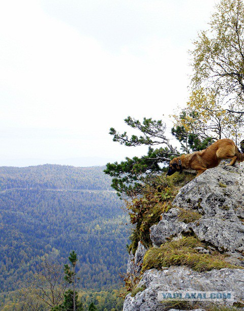 Комок счастья. Спасибо тебе, что вылечила меня..