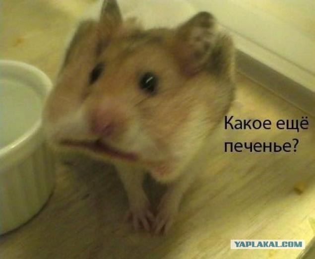 Прямая трансляция большой пресс-конференции Путина