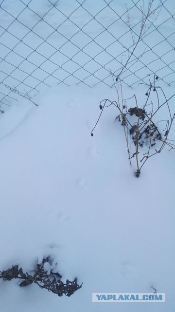 Есть следопыты на ЯПе?