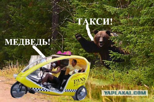 Фотожаба: Подвезите медведя