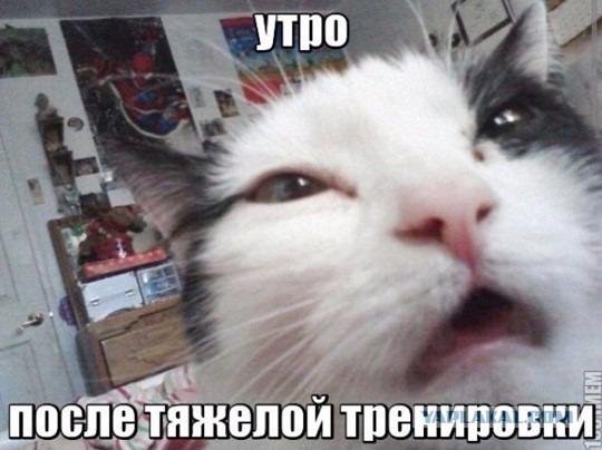 Известные котомемы.
